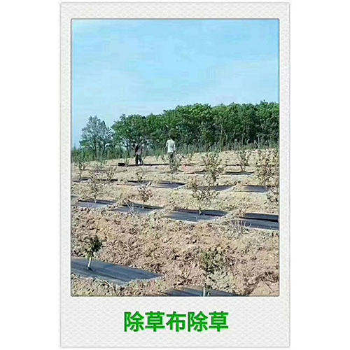 防草?